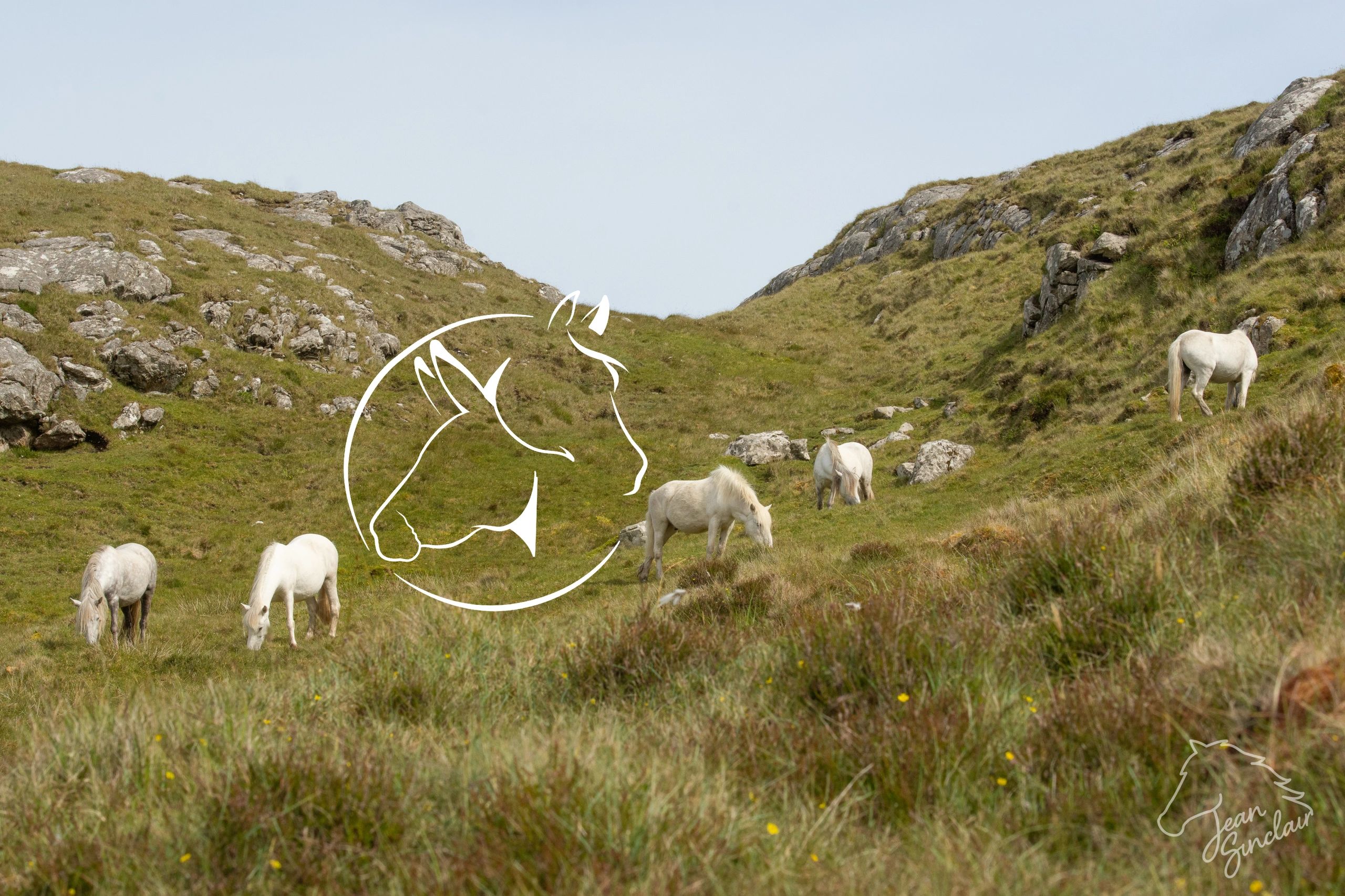 Equine International